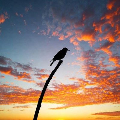 Silhouette bird on perch at sunset