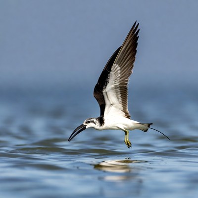 Black-winged Stilt Flying over Water
