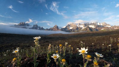 White Daisies in Front of Snowy Mountains