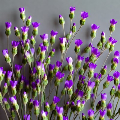 Purple Flowers on Gray Background
