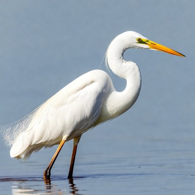 Great Egret Standing in Water