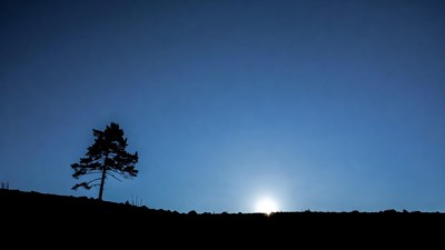 Silhouette pine tree at sunset