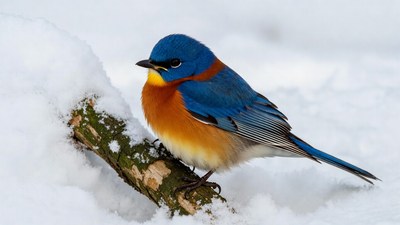 Eastern Bluebird on Snowy Branch