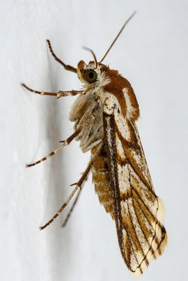 Brown White Striped Moth on Wall