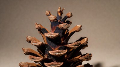 Closeup of Pine Cone