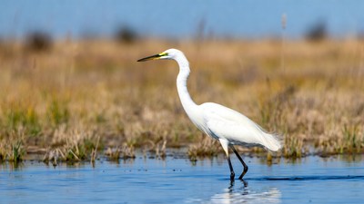 Great Egret standing in shallow water