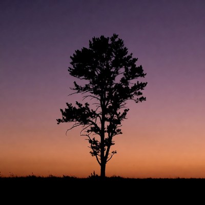 Silhouette pine tree at sunset