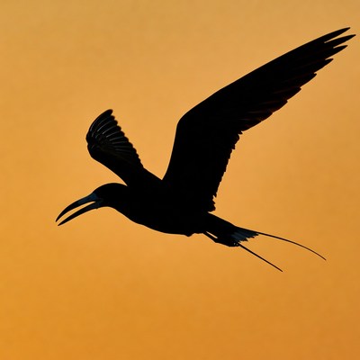 Frigatebird flying silhouette sunset