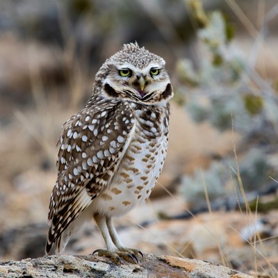 Burrowing Owl Standing on Rock