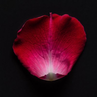 Red Rose Petal on Black Background