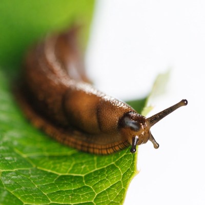 Brown snail on green leaf