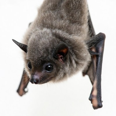 Bat hanging upside down