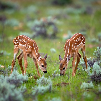 Two fawns grazing in grass