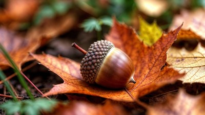 Acorn on autumn leaves