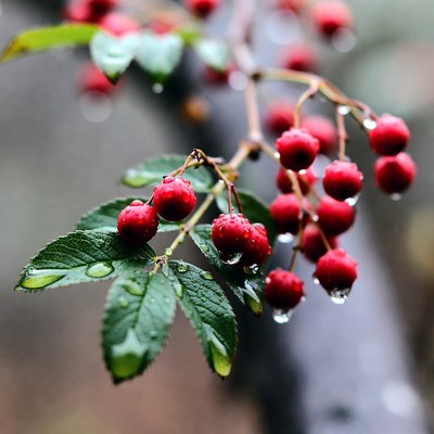 Red Berries with Dew on Leaves