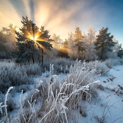 Sunrise over Frosty Pine Forest