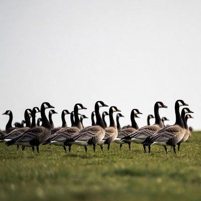 Flock of Canada Geese on Grass