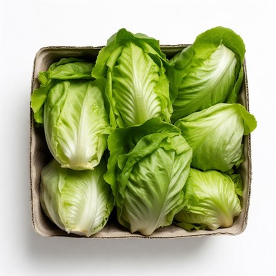 Fresh Lettuce Heads in Cardboard Box