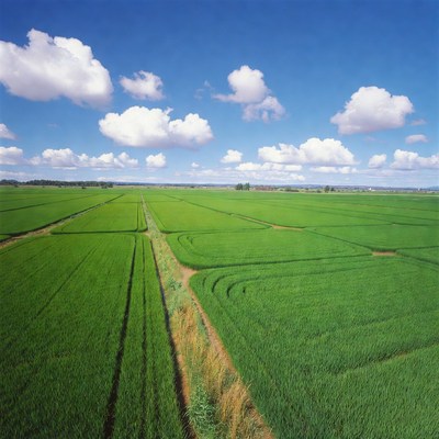 Vast Green Rice Paddy Fields