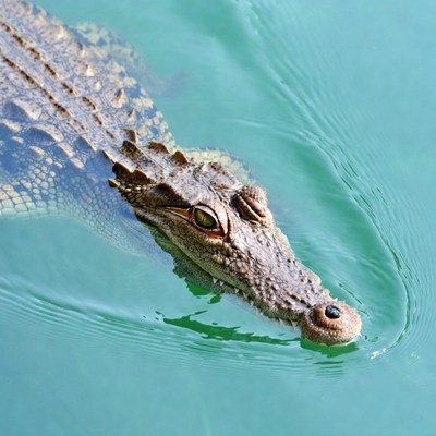 Crocodile swimming in turquoise water