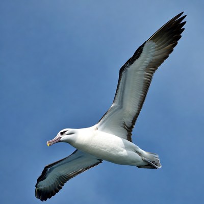 Wandering Albatross Flying in Sky