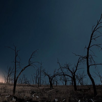 Dead Trees in Night Landscape