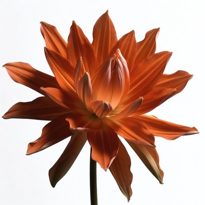 Orange Dahlia Flower on White Background
