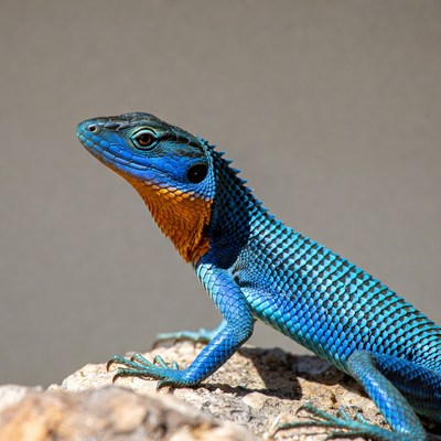 Blue lizard with orange throat on rock