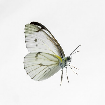 White butterfly with yellow edges