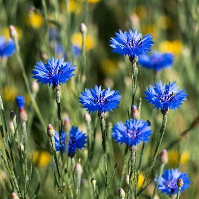 Blue Cornflowers in Field