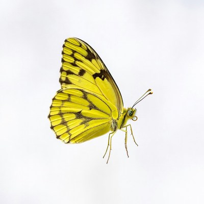 Yellow Butterfly on White Background