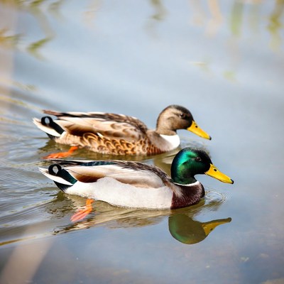 Two ducks swimming in pond