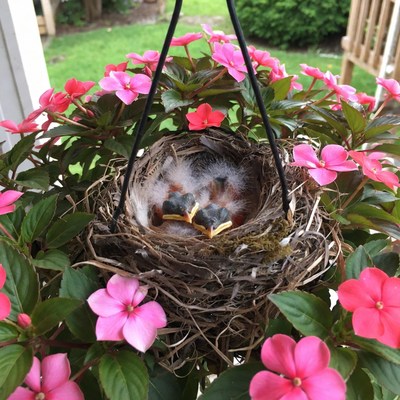 Baby Birds Nest in Hanging Fuchsia Basket