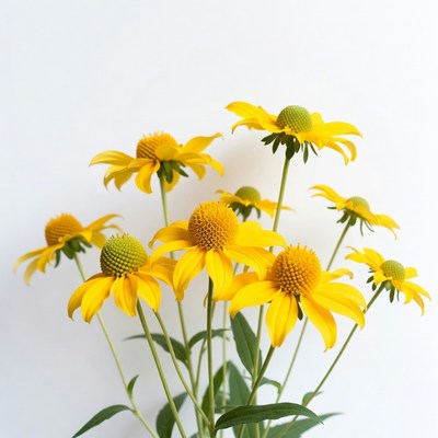Yellow Coneflowers on White Background