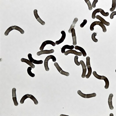 Bacillus Bacteria Microscope Image