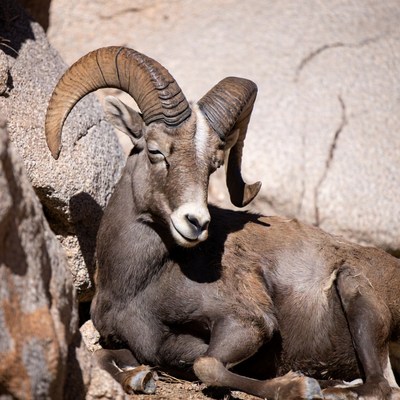 Bighorn sheep on rocky terrain