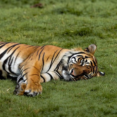 Tiger sleeping on grass