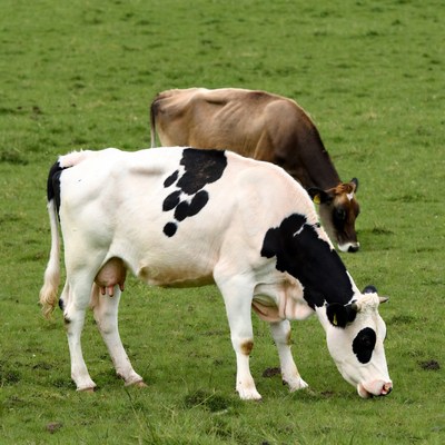 Holstein and Brown Cows Grazing in Green Pasture