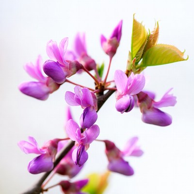 Purple Redbud Flowers with Buds