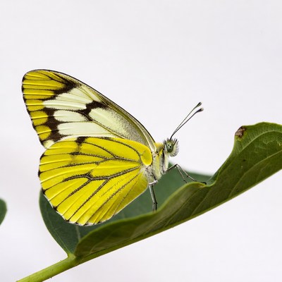 Yellow butterfly on green leaf