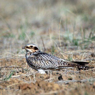 Poorwill bird on dry ground
