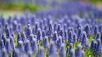 Purple Hyacinth Flowers in Field