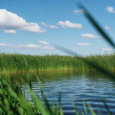 Reeds by Calm Lake Blue Sky