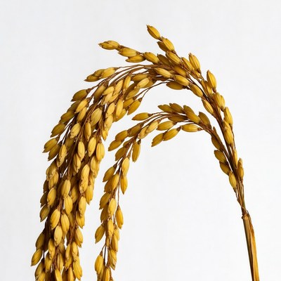 Golden rice stalk on white background