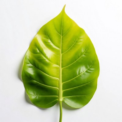 Green Bodhi Leaf on White Background