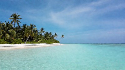 Tropical beach with palm trees