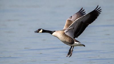 Canada Goose Flying over Water