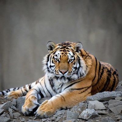 Tiger lying on rocks