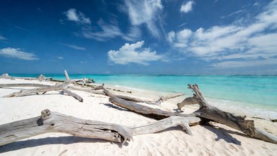 Driftwood on tropical white sand beach