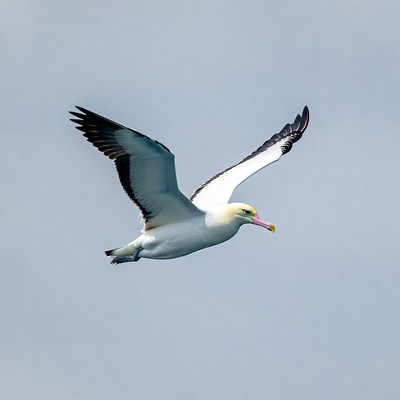 Nazca Booby Flying in Sky